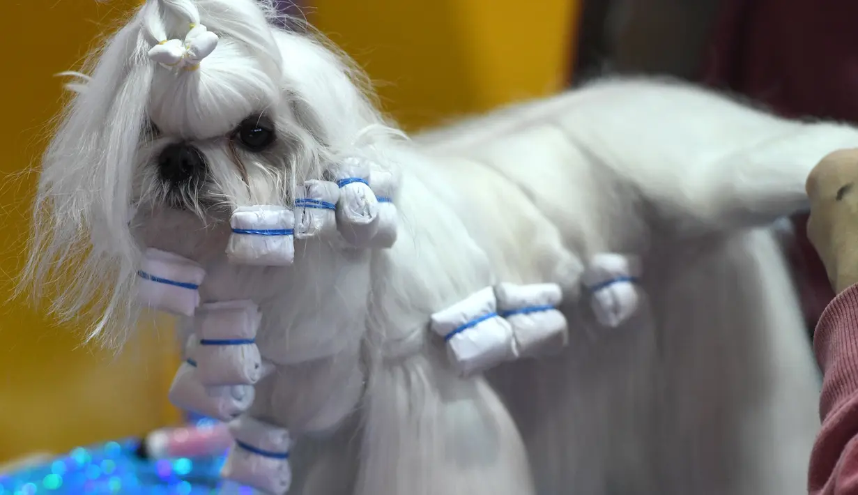 Anjing jenis Maltese bersiap menunggu penampilannya di hari pertama kompetisi Westminster Kennel Club 142's Dog Show Tahunan di New York (12/2). (AFP Photo/Timothy A. Clary)