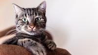 7 Chatty Cat Breeds That Love to Talk