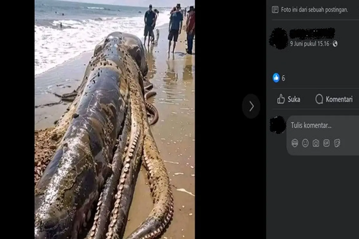 Gambar tangkapan layar foto yang diklaim seekor gurita raksasa terdampar di sebuah pantai di Bali. (sumber: Facebook)