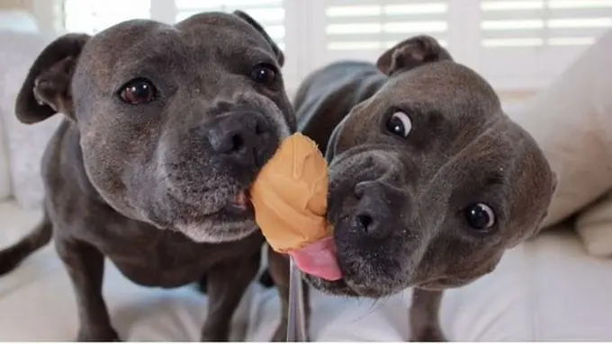 Sepasang Saudara Anjing Pitbull Bikin Jumat Sore Kamu Lebih Ceria