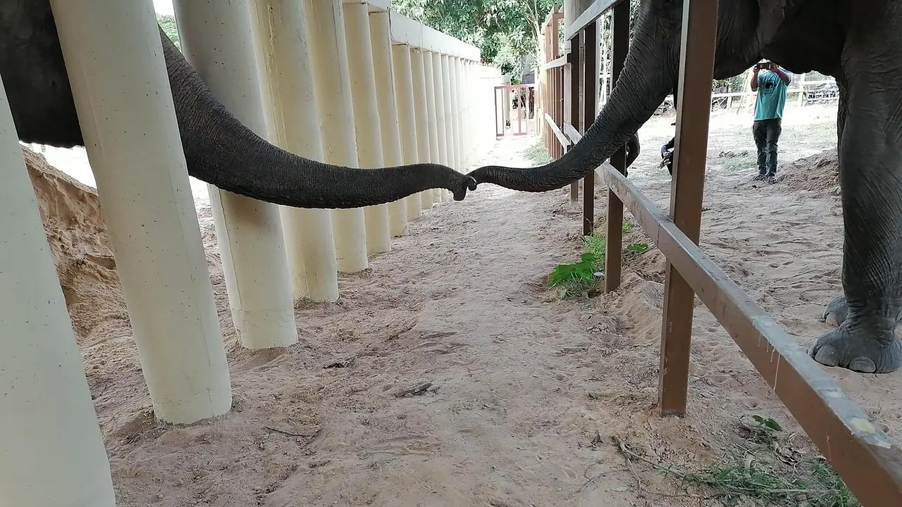 Gajah