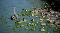 Seekor bangau duduk di bebatuan di Clear Lake yang tertutup ganggang biru-hijau di Redbud Park di Clearlake, California (26/9/2021). Pejabat setempat mengatakan telah menemukan sianotoksin berbahaya tingkat tinggi dari ganggang di danau tersebut. (Justin Sullivan/Getty Images/AFP)
