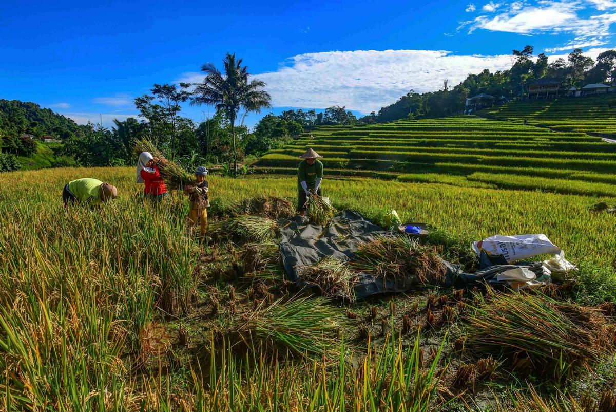 FOTO: Panen Padi di Terasering Cisalada
