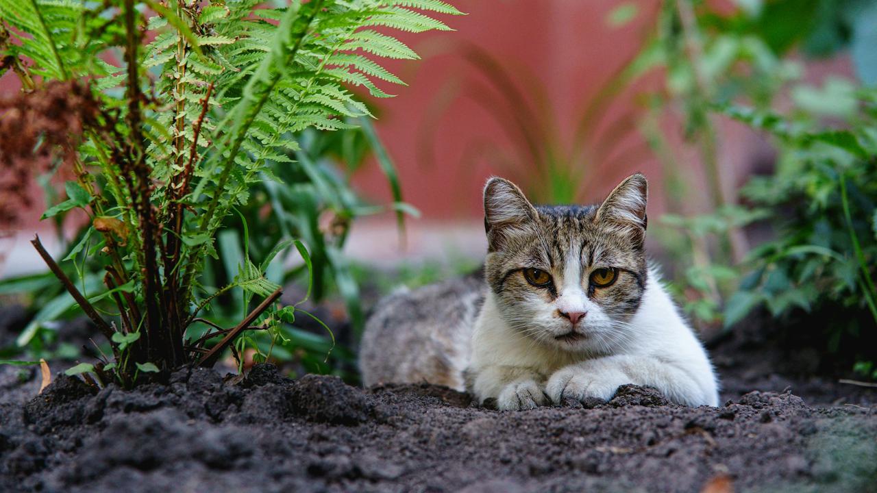 8 Tips Menata Pekarangan agar Tidak Mudah Dirusak Kucing Liar Tanpa Menyakiti