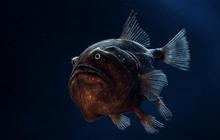 Anglerfish Muncul Tiba-tiba di Siang Hari Bikin Ilmuwan Bertanya-tanya