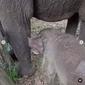 Ignasius Jonan ikut mengusulkan nama anak gajah yang belum lama lahir di Taman Nasional Tesso Nilo (dok.Instagram/@kementerianlhk/https://www.instagram.com/p/CXHtL6zhV0Q/Komarudin)