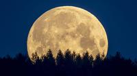 Bulan purnama terlihat di wilayah Taunus, Frankfurt, Jerman, Kamis (7/5/2020). Fenomena supermoon atau di belahan Bumi lain disebut flower moon ini merupakan yang terakhir di tahun 2020. (AP Photo/Michael Probst)