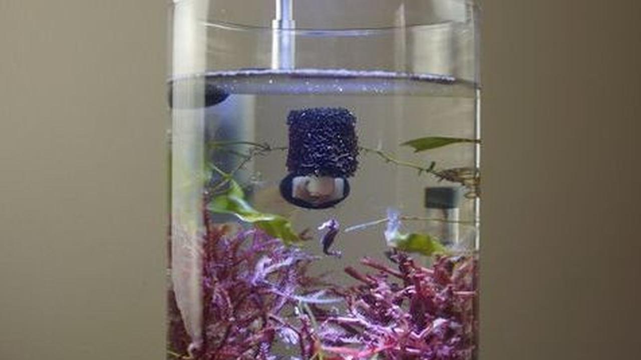 <b>Akuarium Mini Jar</b><br>