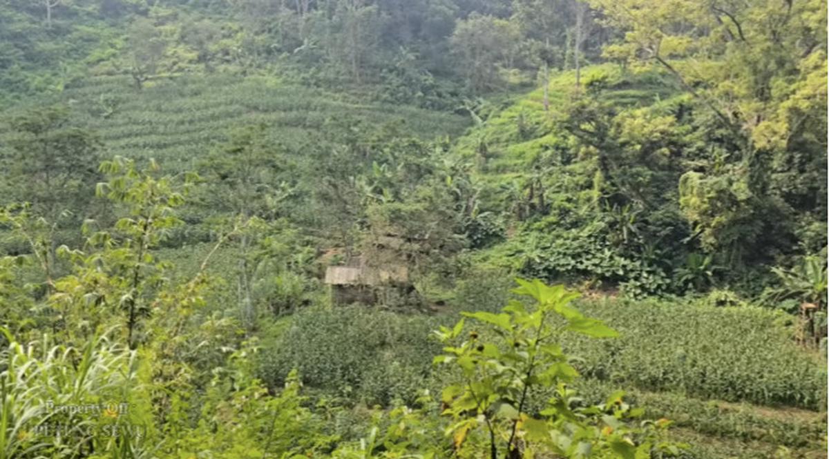 sholeh tinggal di hutan