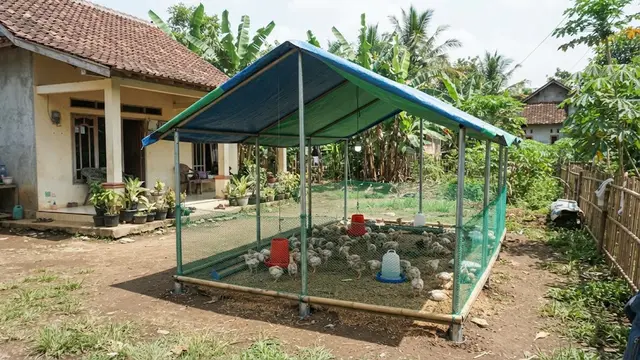 Model kandang ayam broiler sederhana untuk usaha rumahan model kandang kanopi yang tiangnya bisa dicabut