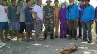 Petugas bersama warga berhasil menangkap dan melumpuhkan anjing gila yang telah melukai 4 korban, tiga di antaranya anak-anak. (Liputan6.com/ Arfandi Ibrahim)