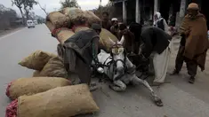 Seekor kuda terjatuh akibat kelebihan muatan, Pakistan (25/11/2015). (REUTERS / Fayaz Aziz)