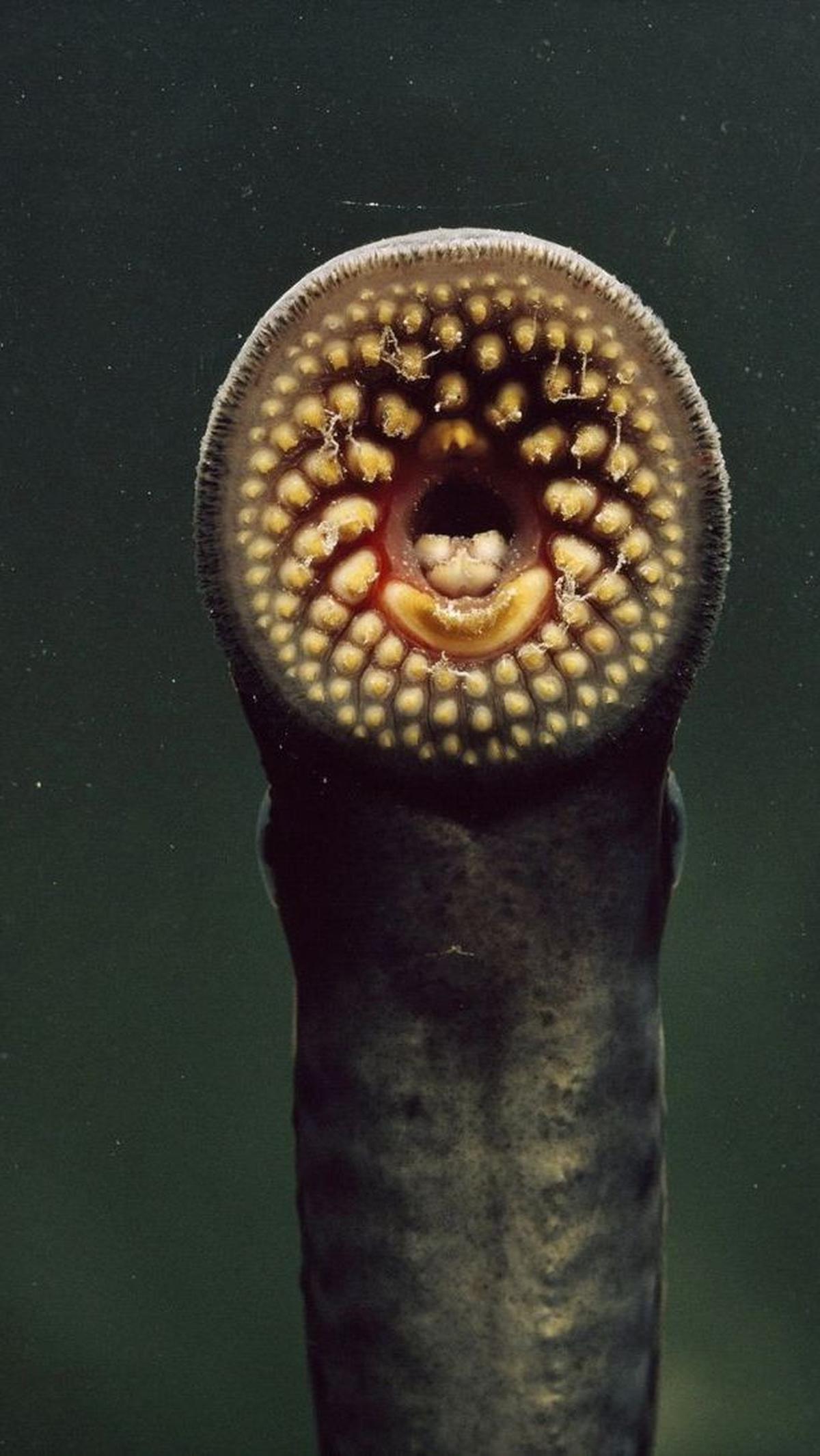 <b>Lamprey: Berusia 360 Juta Tahun</b>