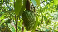 8 Tanaman Buah yang Tahan Hujan dan Tidak Mudah Busuk, Cocok untuk Iklim Indonesia