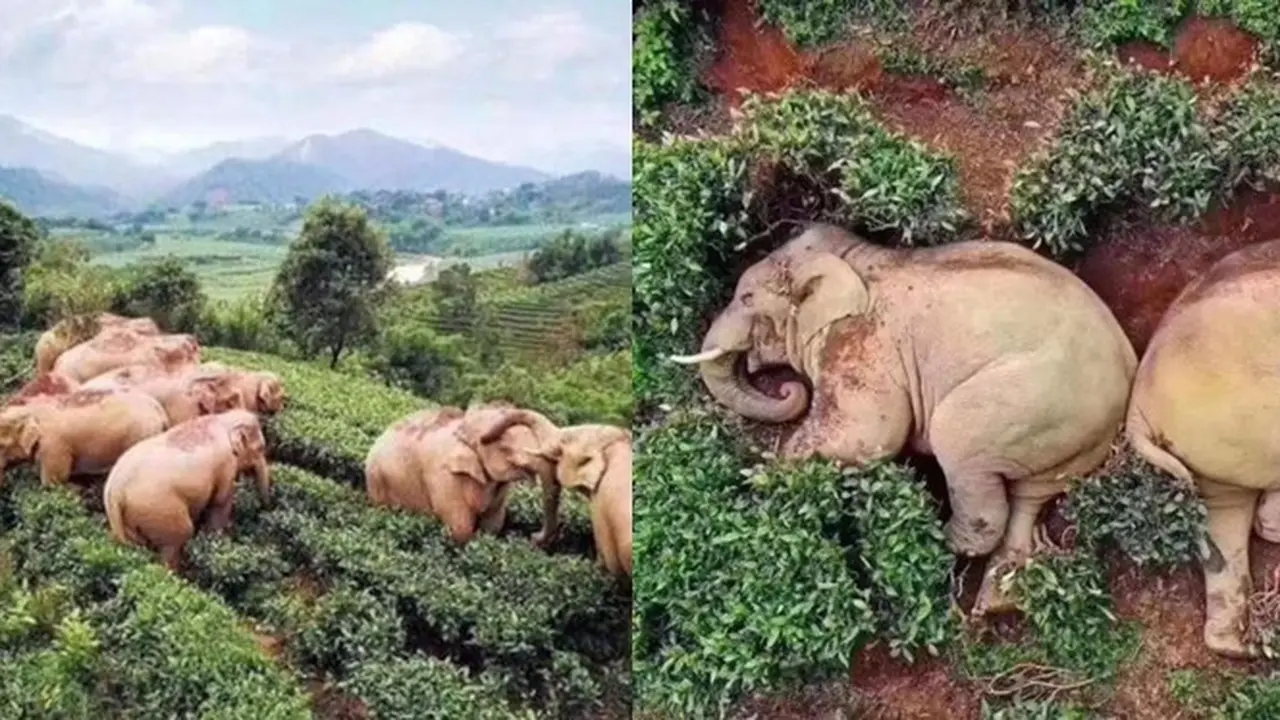 Tak Sengaja Minum Anggur Jagung 30 Liter, 14 Gajah Ini Tertidur di Kebun Teh