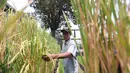 Hasil panen padi dalam galon tak hanya dimanfaatkan untuk konsumsi komunitas, tetapi juga menjadi sarana berbagi. Sebagian beras organik premium dialokasikan untuk membantu anak-anak yang mengalami stunting di sekitar wilayah tersebut.(KLY/Budy Santoso)