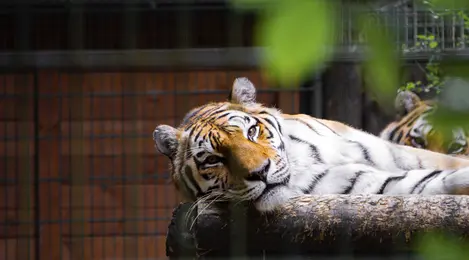 Dikejar harimau selamat mimpi tapi Arti Mimpi