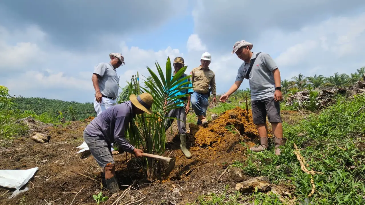 Program Peremajaan Sawit Rakyat (PSR) skema Sarana Produksi (Saprodi), petani menerima input pertanian berkualitas tinggi. (Dok Sinar Mas)