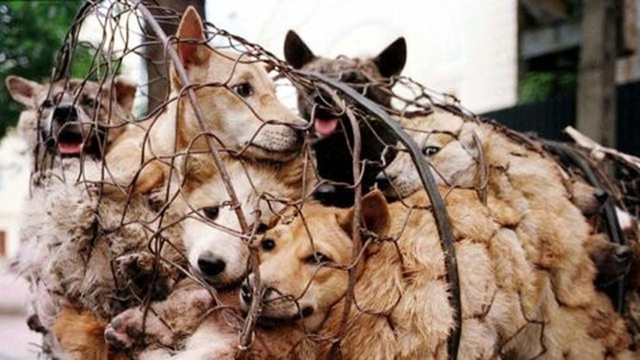 Festival makan anjing dan kucing di China
