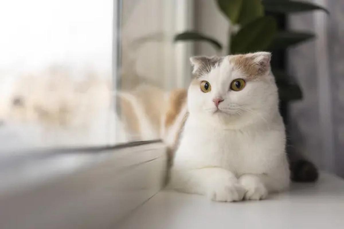 Menurut Studi, Memberi Makan Kucing Secara Berlebihan Ternyata Punya Efek Mengejutkan