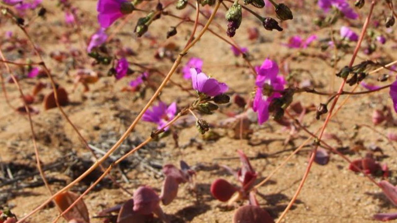 Hamparan tanah kering di Gurun Atacama berubah seolah menjadi kebun berwarna ungu.&nbsp;Foto: Patricio Lopez Castillo/AFP