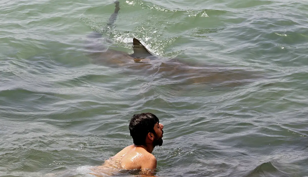 Seekor hiu berenang melewati perenang di Laut Mediterania di lepas pantai kota Hadera di utara Tel Aviv, Israel, Selasa (20/4/2021). Fenomena yang menjadi perhatian warga ini diduga akibat suhu air laut Mediterania berubah menjadi hangat. (JACK GUEZ/AFP)