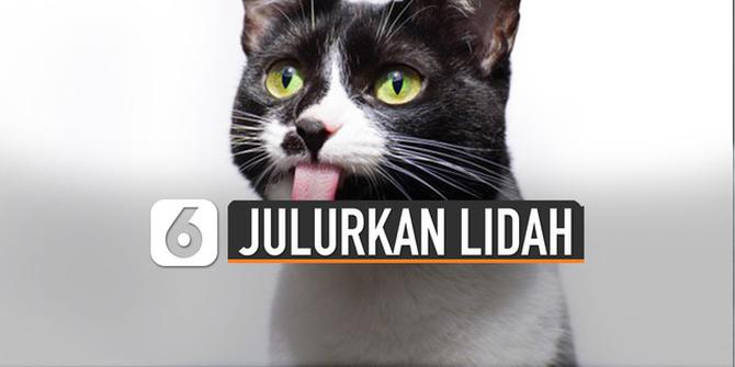 VIDEO: Kucing Kerap Julurkan Lidah? Ini Alasannya