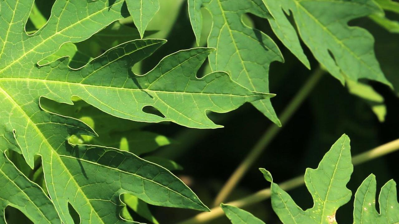 Cara Mudah Hilangkan Rasa Pahit Daun Pepaya dengan Daun Senggani