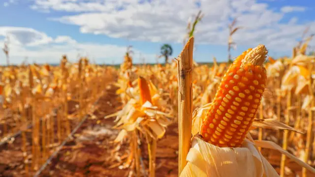 Indonesia menargetkan swasembada jagung. (Dok Kementan)