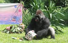 FOTO: Melihat Kegembiraan Gorila Merayakan Ulang Tahun di Taman Margasatwa Ragunan