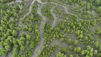 Indonesia Perkuat Rehabilitasi Mangrove Berbasis Ekologi