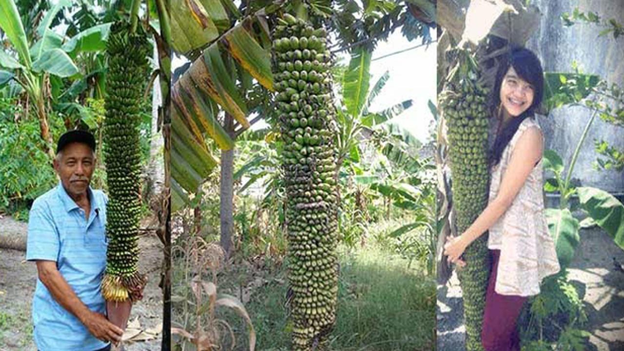 Langka, di Lamongan Tanaman Pisang Berbuah Seribu