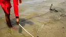 Petugas menggunakan jaring untuk menangkap ubur-ubur di Pantai Lagoon, Ancol Taman Impian, Jakarta, Rabu (9/10/2019). Kawanan ubur-ubur mulai terlihat di Pantai Lagoon Ancol sejak 6 Oktober lalu. (Liputan6.com/Faizal Fanani)