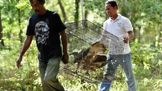 Petugas Badan Konservasi Alam Indonesia (BKSDA) membawa elang dada putih untuk dilepaskan ke alam liar di kawasan hutan Aceh Besar, Aceh, Kamis (1/8/2019). BKSDA Aceh melepasliarkan dua ekor satwa langka dan lindungi yakni Kukang Sumatra dan elang laut dada putih. (CHAIDEER MAHYUDDIN/AFP)