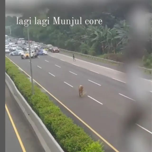 Sapi Kurban Lepas di Tol Jagorawi Jelang Iduladha, Disebut Mau Cari Rest Area.