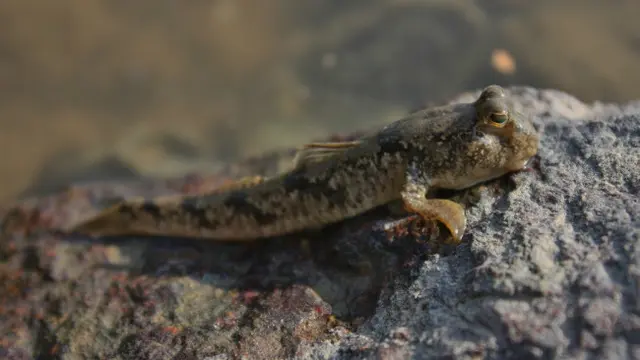 Mudskipper