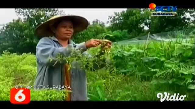 Tingginya curah hujan memicu serangan hama patek pada tanaman cabai di kawasan perbukitan kapur Kabupaten Tuban, Jawa Timur. Buah cabai tiba-tiba membusuk dan mengering sebelum memasuki masa panen.
