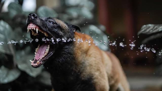 7 Potret Sparta, Anjing Bima Aryo yang Gigit ART