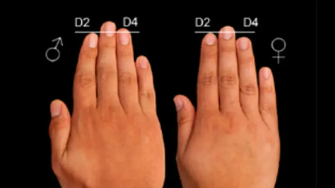 Perbandingan antara jari ke-2 dan ke-4 di tangan memiliki korelasi kuat dengan panjang keseluruhan penis seseorang. (Sumber Hand Research)