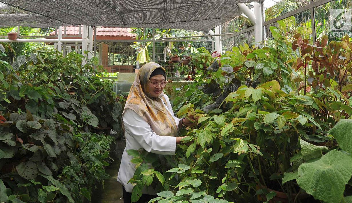 FOTO Melihat Proses Konservasi dan Budidaya Begonia di  