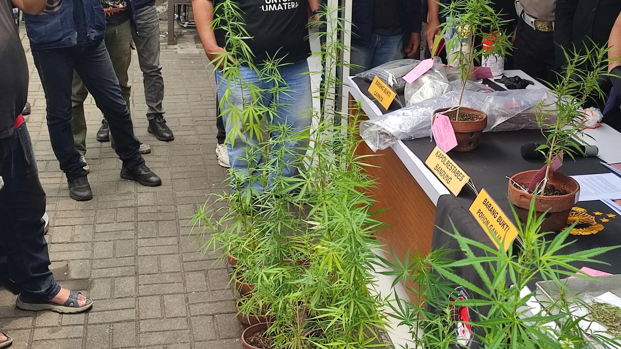 Dari California ke Bandung, Kisah Terbongkarnya Kebun Ganja Rumahan