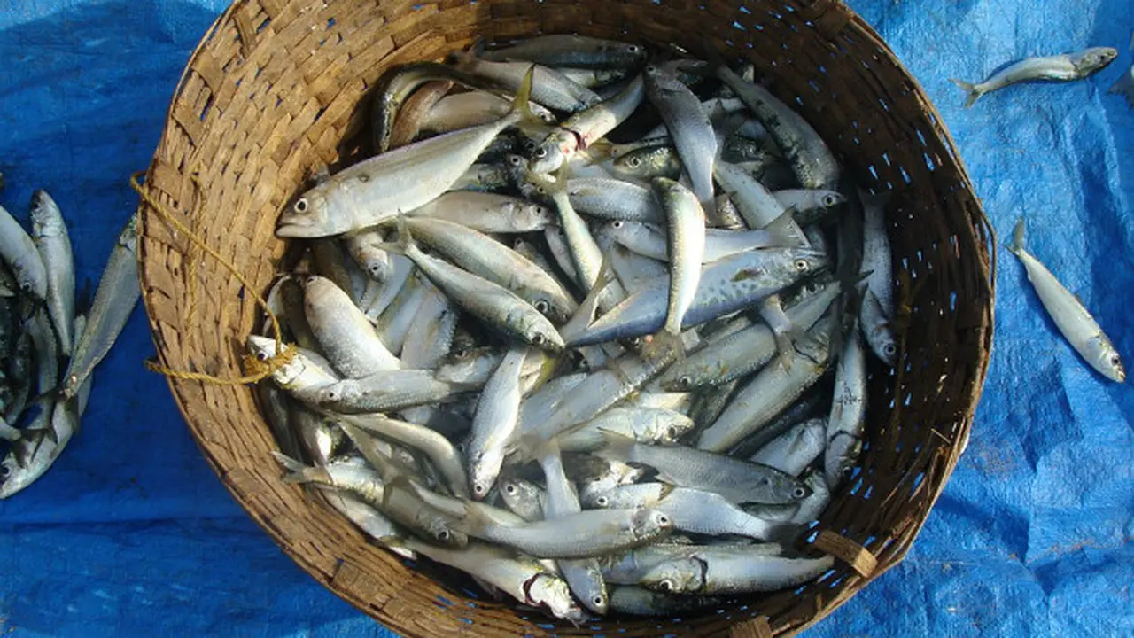 Ikan sarden
