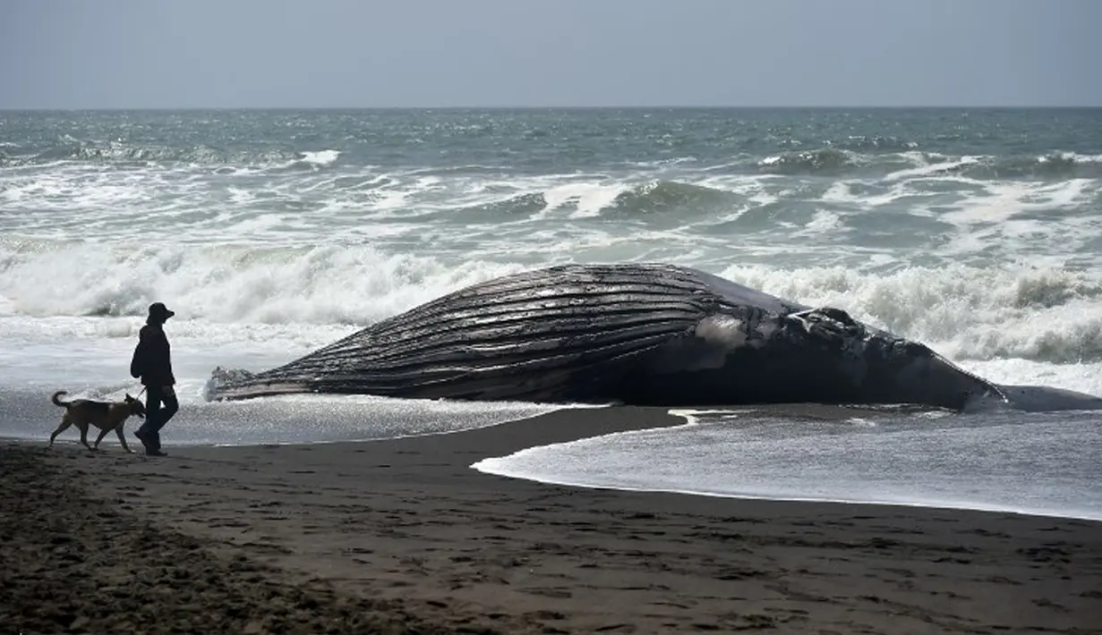 Seorang wanita berjalan bersama anjingnya mendekati ikan paus bungkuk yang terdampar di Pacifica, California, Selasa (5/5/2015). Ini merupakan paus kedua yang terdampar di kawasan California Utara dalam tiga pekan terakhir. (AFP PHOTO/Josh Edelson)