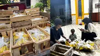 Kronologi Orderan Pisang Jutaan Rupiah untuk MBG Mendadak Dibatalkan