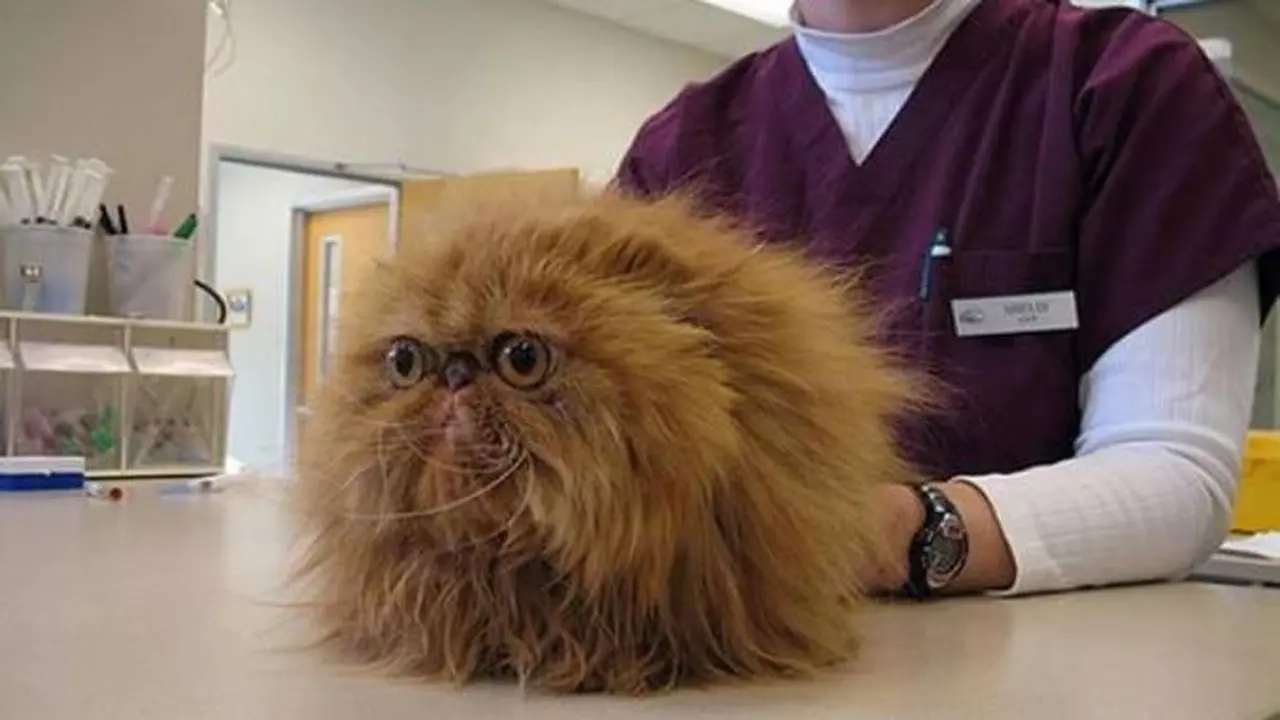 Gemas! Tingkah Kucing Ketika Sadar Sedang Berada di Dokter Hewan
