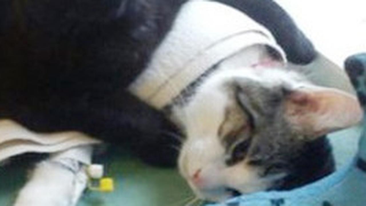 Kucing Demam? Ini Panduan Lengkap untuk Menangani dan Merawatnya