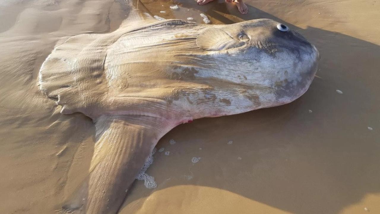 Ikan Ekor Buntung di Australia
