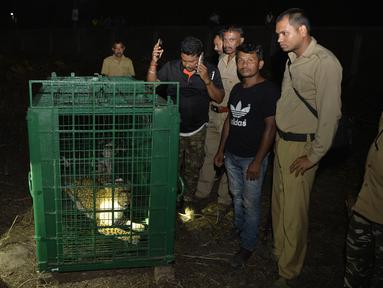 Macan tutul liar terlihat di dalam kandang setelah ditangkap di pinggiran Siliguri di timur laut India (9/5). Macan tutul ditangkap pejabat departemen kehutanan setelah beberapa hari berkeliaran di daerah tersebut. (AFP Photo/Diptendu Dutta)