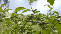 Buah tekokak yang memiliki nama latin Solanum Torvum, atau yang bisa juga disebut terong pipit atau rimbang 