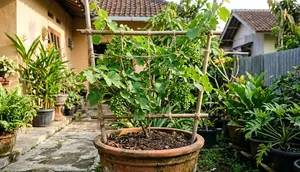 5 Trik Merawat Anggur dalam Pot agar Bunga Tak Rontok dan Berbuah Lebat